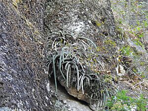 Archivo:Disocactus speciosus speciosus 3