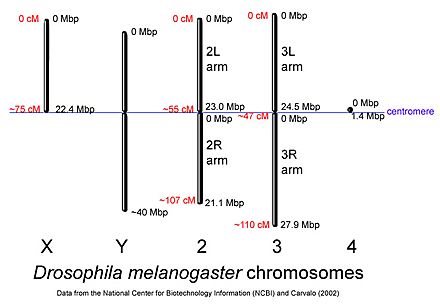 Archivo:Drosophila-chromosome-diagram