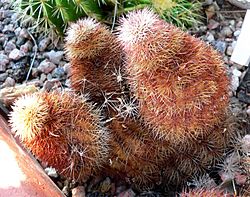 Echinocereus pectinatus dasyacanthus 2.jpg