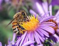 European honey bee extracts nectar