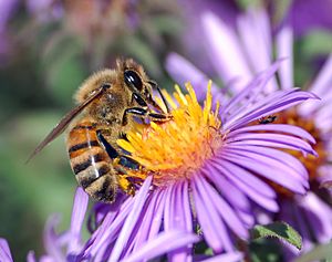 Archivo:European honey bee extracts nectar