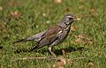 Fieldfare aka Turdus pilaris