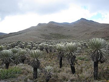 Gran frailejon