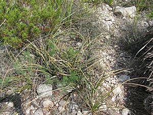 Archivo:Hesperaloe (Agavaceae) Hesperaloe parviflora fh 427.38 und Dasylirion texanum fh 1207.10 Dolan Falls TX