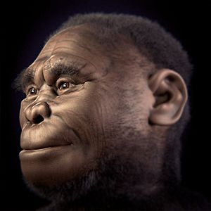 Archivo:Homo floresiensis v 2-0