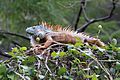 Iguana Verde