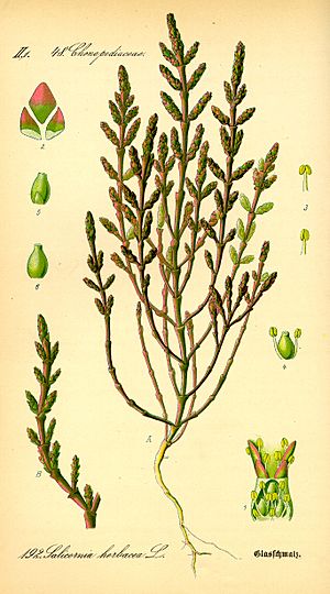 Archivo:Illustration Salicornia europaea0