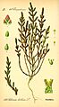 Illustration Salicornia europaea0