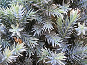 Archivo:Juniperus squamata 02