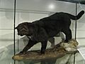 Kellas cat