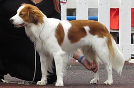 Kooikerhondje in Tallinn (cropped)