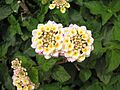 Lantana