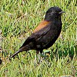 Archivo:Lessonia rufa male 1