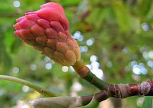 Archivo:Magnolia acuminata in Bela pod Bezdezem (6)