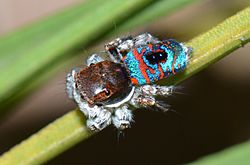 Maratus mungaich male.jpg