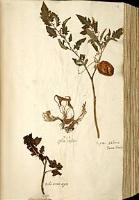 Archivo:Naturalis Biodiversity Center - Solanum lycopersicum var. lycopersicum - old tomato herbarium sheet