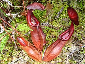 Archivo:Nepenthes bokorensis lowers