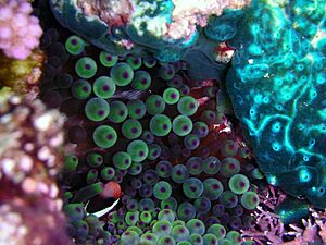 Archivo:Niue Anemone and Fish