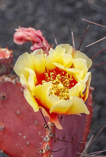 Opuntia macrocentra 02