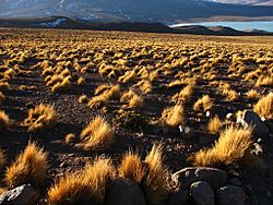 Archivo:Pajonal con la Laguna Verde al fondo (Potosí - Bolivia)