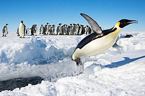 Archivo:Penguin in Antarctica jumping out of the water