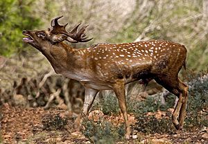 Archivo:Persian Fallow Deer 1
