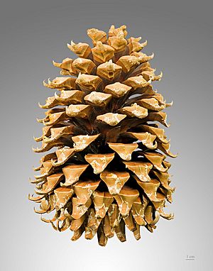 Archivo:Pinus coulteri MHNT Cone