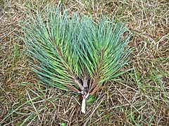 Archivo:Pinus muricata foliage Mendocino