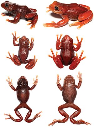 Archivo:Pristimantis erythros