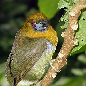 Archivo:Prong-billed Barbet1