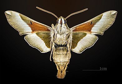 Proserpinus juanita MHNT CUT 2010 0 11 ventral