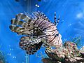 Pterois volitans anagoria