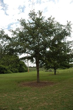 Quercus oglethorpensis (23560893683).jpg