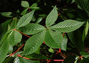 Archivo:Red Buckeye Aesculus pavia Leaf Cluster 2800px