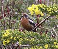 Rufous-tailed Plantcutter