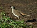 Rufous Songlark samcem