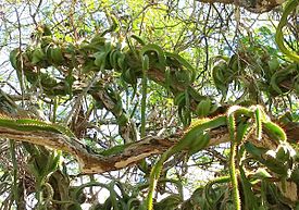 Selenicereus testudo KokoCraterBG-Oahu Cutler 20180118 125150c (26308047278).jpg