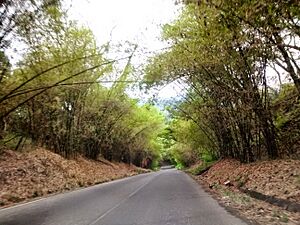 Archivo:Semana santa - panoramio (25)