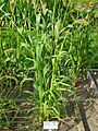 Setaria italica - Oslo botanical garden - IMG 8911