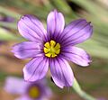 Sisyrinchium bellum flower 2002-10-10