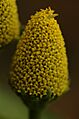 Spilanthes oleracea-floro