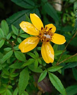 Tagetes nelsonii 2.jpg