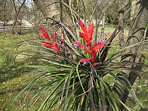 Archivo:Tillandsia chlorophylla (TS) 2-05097