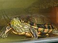 Trachemys dorbignyi dorbignyi