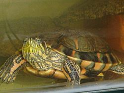 Trachemys dorbignyi dorbignyi.jpg