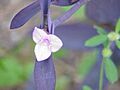 Tradescantia sp.0