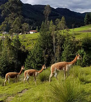 Archivo:Vicuñas de Granja Porcón