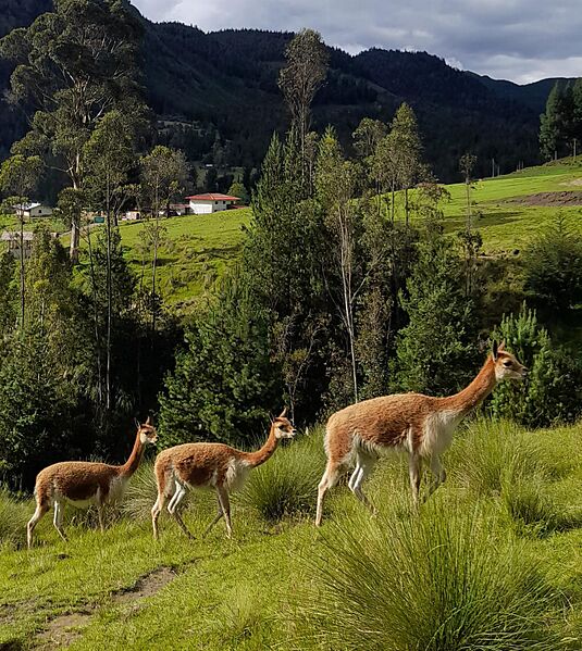 Vicuñas de Granja Porcón