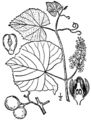 Vitis labrusca BB-1913