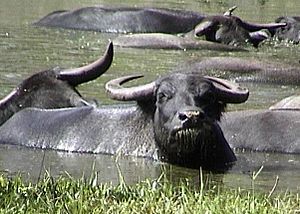 Archivo:Water buffalo